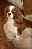  - Grace Kelly of lovely valley au Paris Dog show