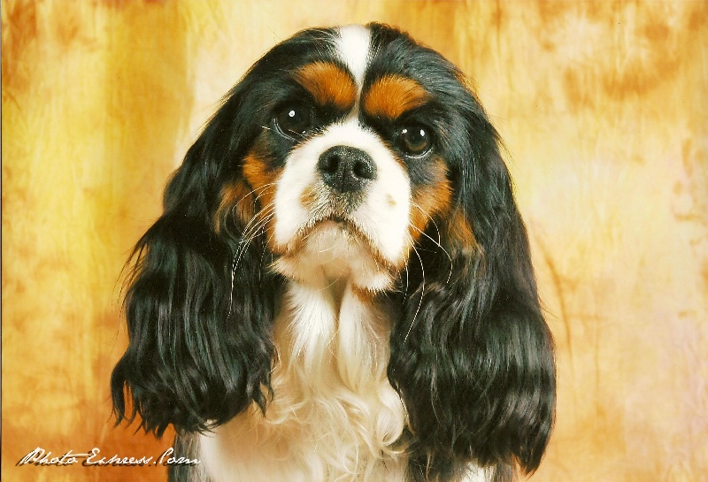 Chelsea Of lovely valley