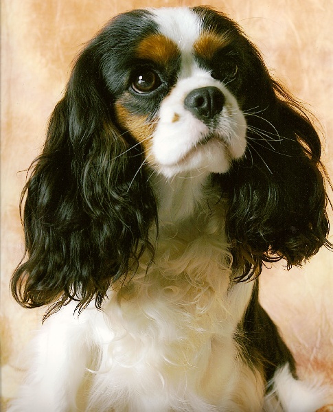 Demure princess Of lovely valley