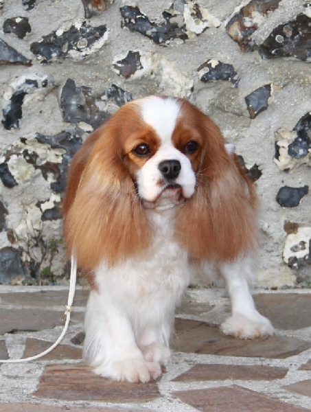 CH. Grace kelly Of lovely valley