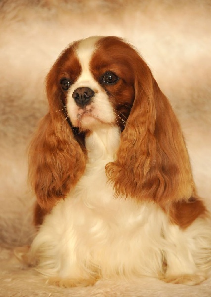 CH. Jade Of lovely valley