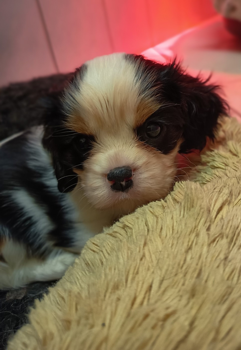 Of lovely valley - Chiots disponibles - Cavalier King Charles Spaniel
