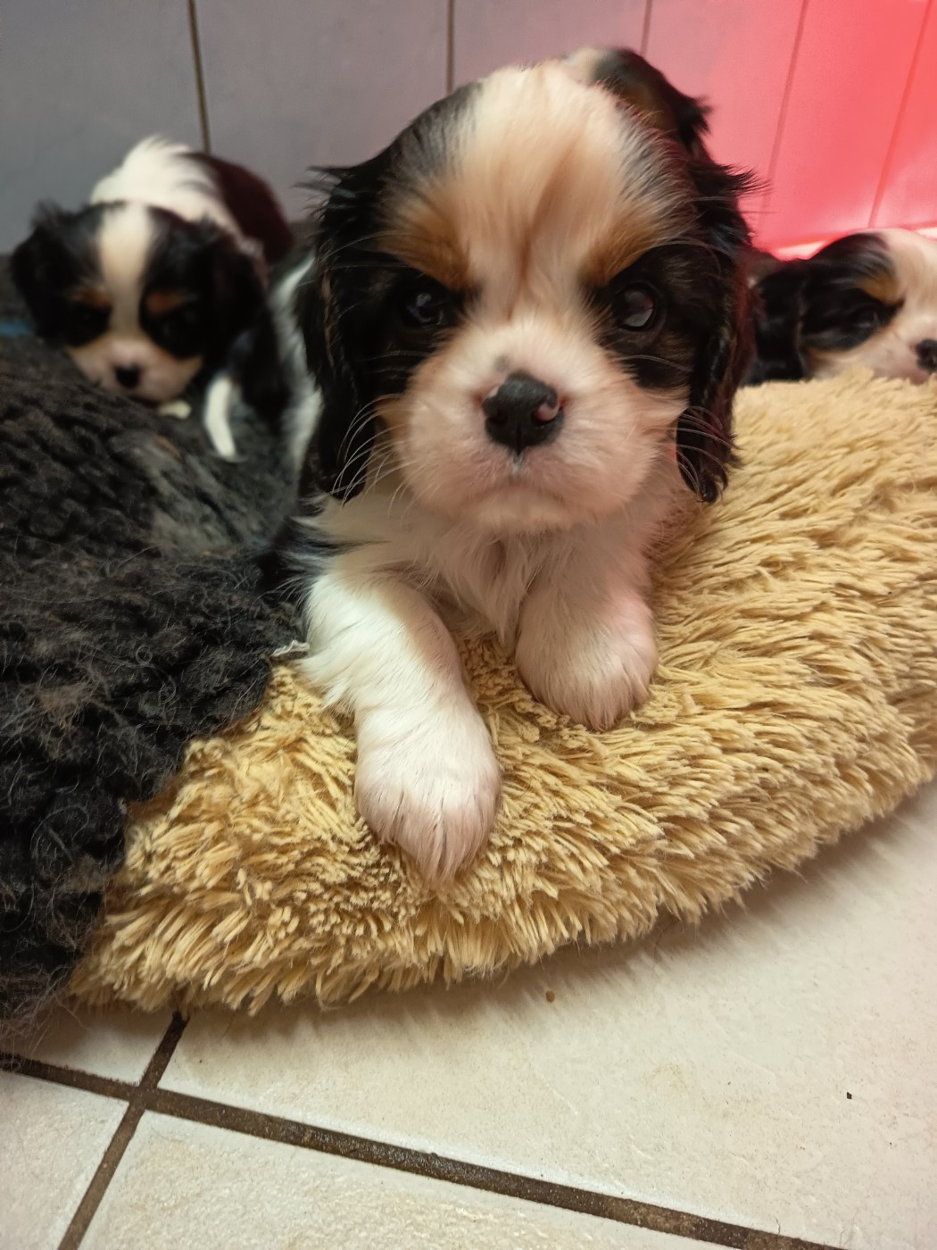 Of lovely valley - Chiots disponibles - Cavalier King Charles Spaniel