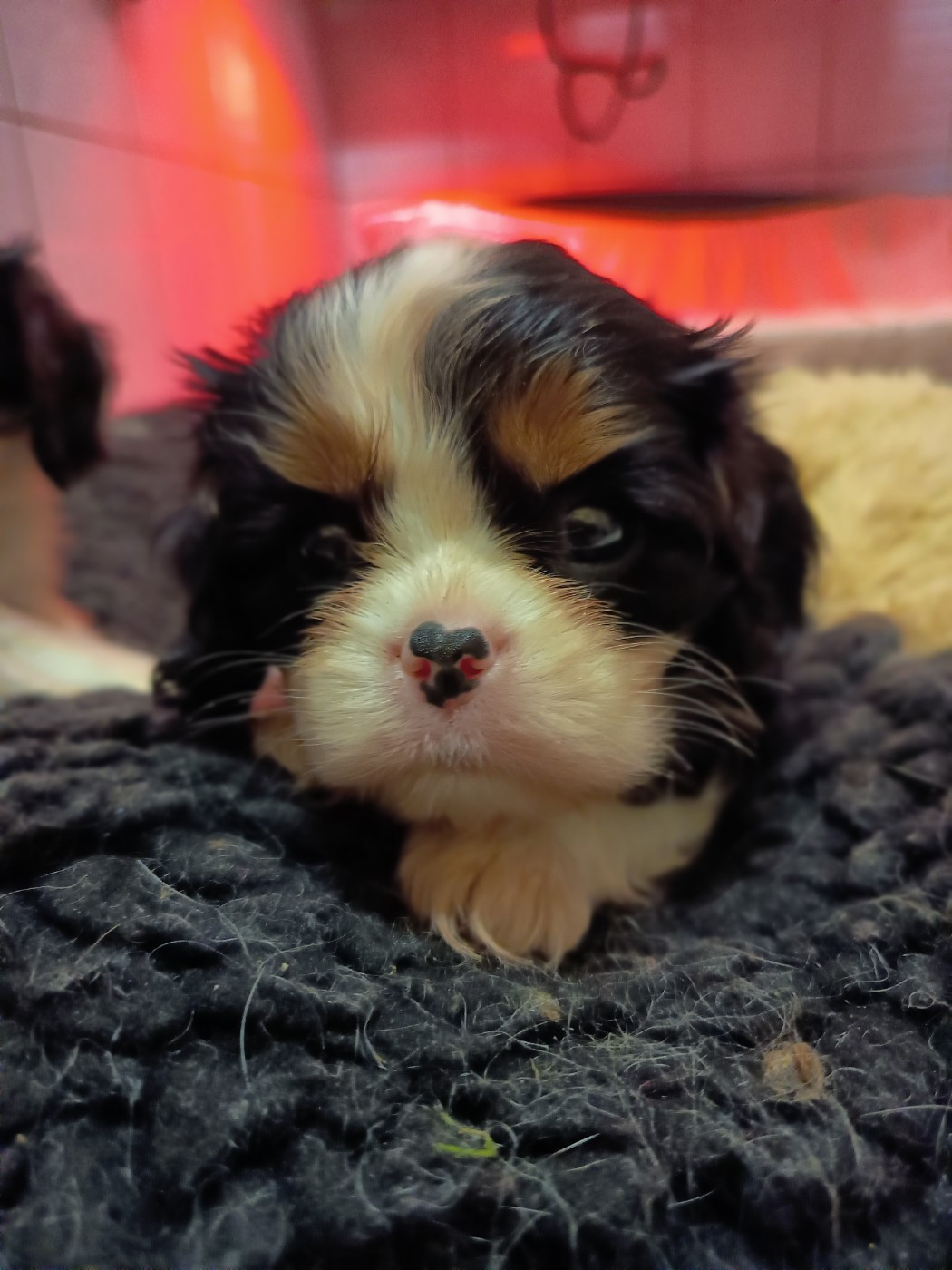 Of lovely valley - Chiots disponibles - Cavalier King Charles Spaniel